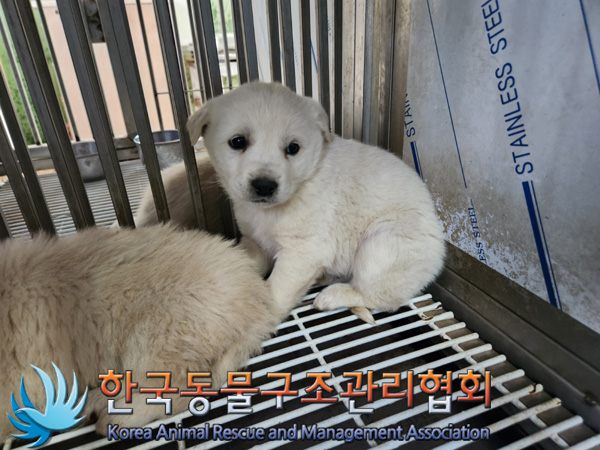 한국동물구조관리협회_441409202500194